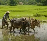 কৃষি
